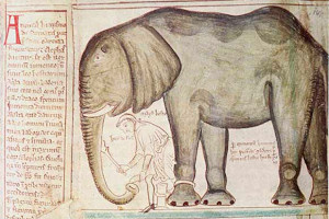 Elephant